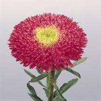Princess Bright Rose